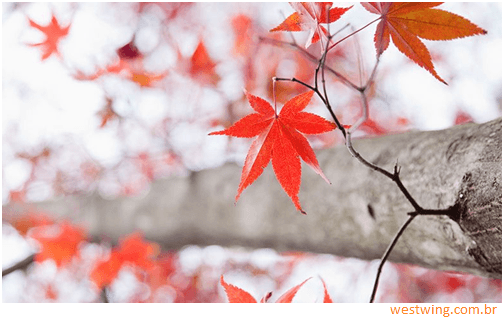 fall colors autumn leaves outono cores folhas